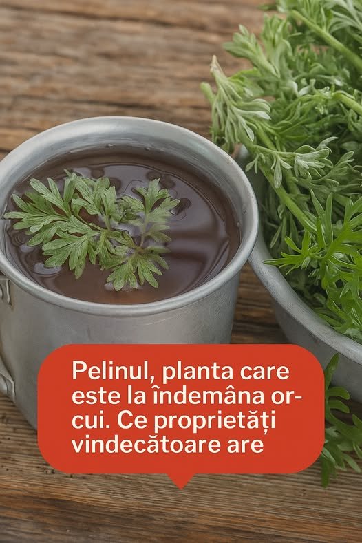 Pelinul – planta amară cu puteri vindecătoare. De la leac străvechi la aliat modern pentru sănătate