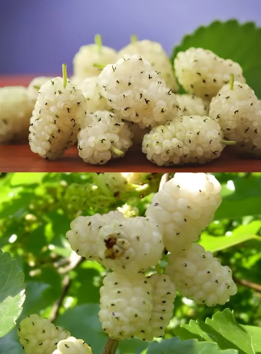Aceste fructe sunt inamicii tumorilor, diabetului zahar si hipertensiunii