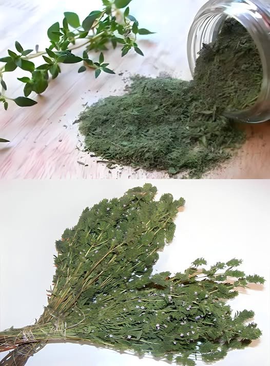 Cimbrul: O planta excelenta pentru sanatatea inimii si a oaselor trateaza acneea si ucide bacteriile