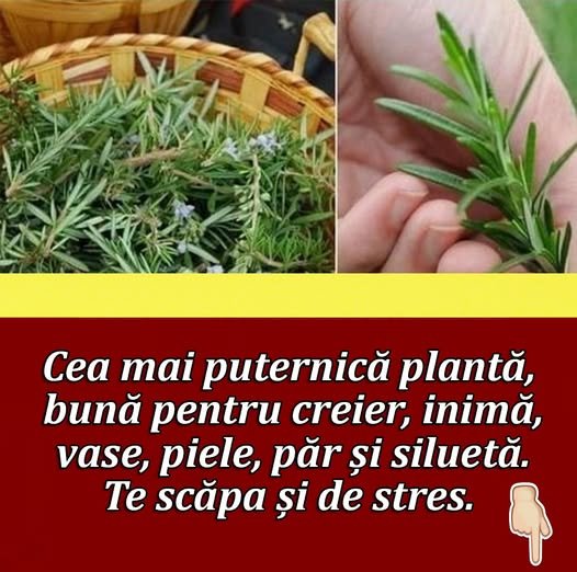 Planta puternica, excelenta pentru creier, inima, vase, piele, par si silueta. Elimina si stresul