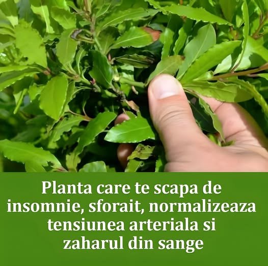 Este o binecuvântare de la Dumnezeu – Te scapă de insomnie, sforăit, normalizează tensiunea arterială și zahărul din sânge