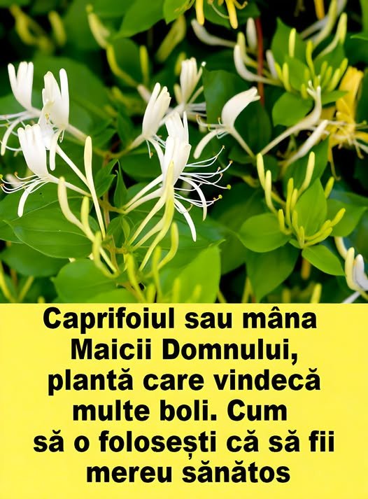 Caprifoiul sau mana Maicii Domnului, planta care vindeca multe boli. Cum sa o folosesti ca sa fii mereu sanatos