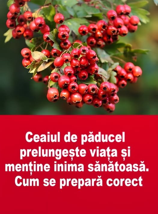 Ceaiul care prelungește viața și menține inima sănătoasă. E bine sa-l ai in casa