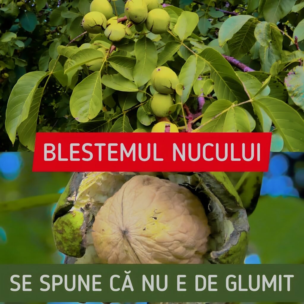 Care este adevărul despre blestemul nucului și ce se spune despre cel care planteaza un nuc în curte