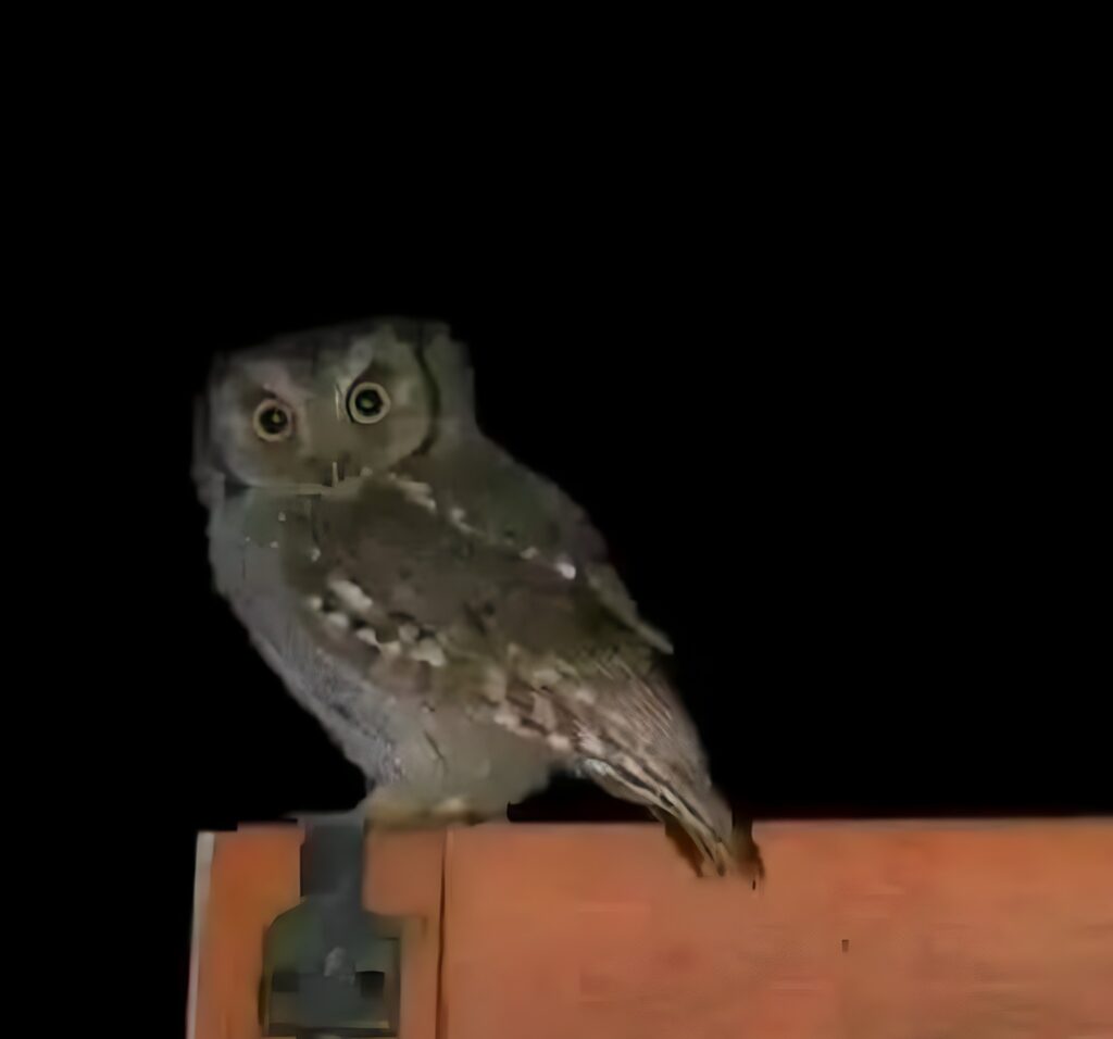 Descoperind secretele bufnițelor: mituri, curiozități și beneficii