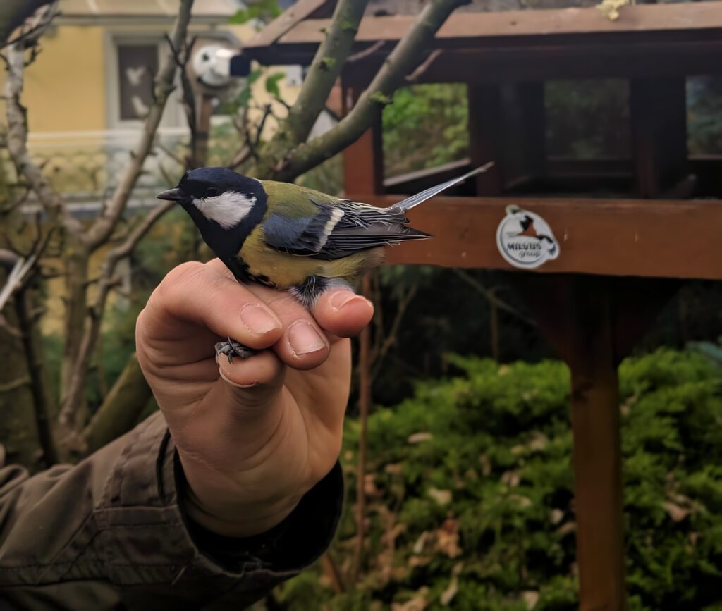 Ce se întâmplă dacă o pasăre lovește sau bate la fereastră: semne populare