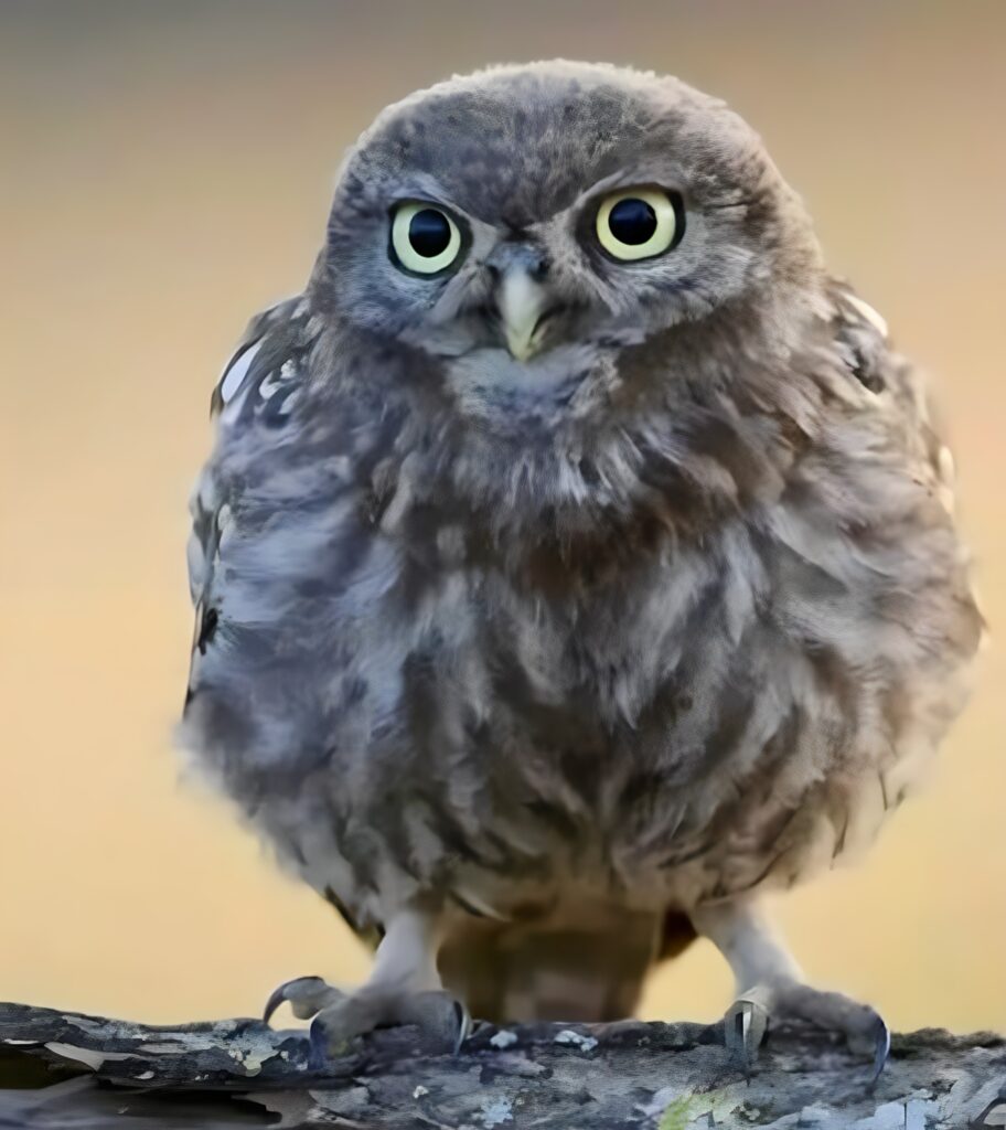 Ce se întâmplă când auzi cucuveaua cântând