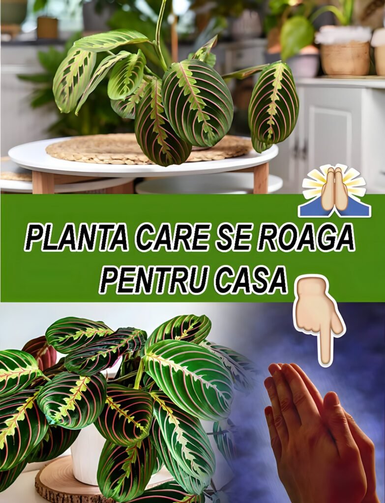 Planta care se roaga. De ce este bine sa o ai la tine in casa