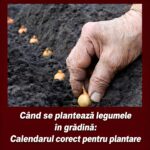NU IGNORA! Iată când se plantează legumele în grădină: Calendarul corect în primul comnetariu